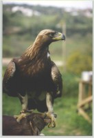 /album/aves-em-movimento/aguia-real-jpg/